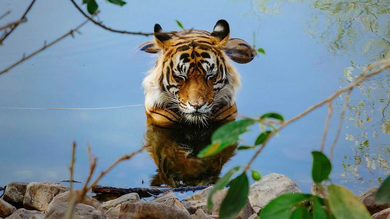 Tiger 24 0