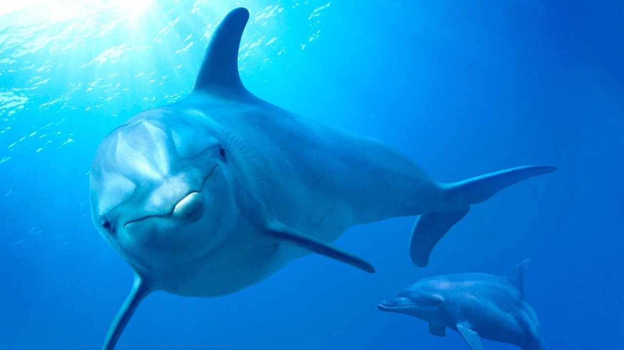 Dolphin Reef 0
