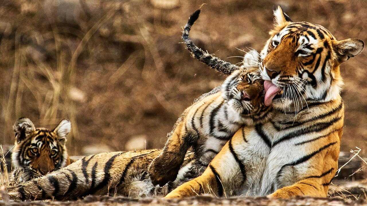 My Tiger Family 0