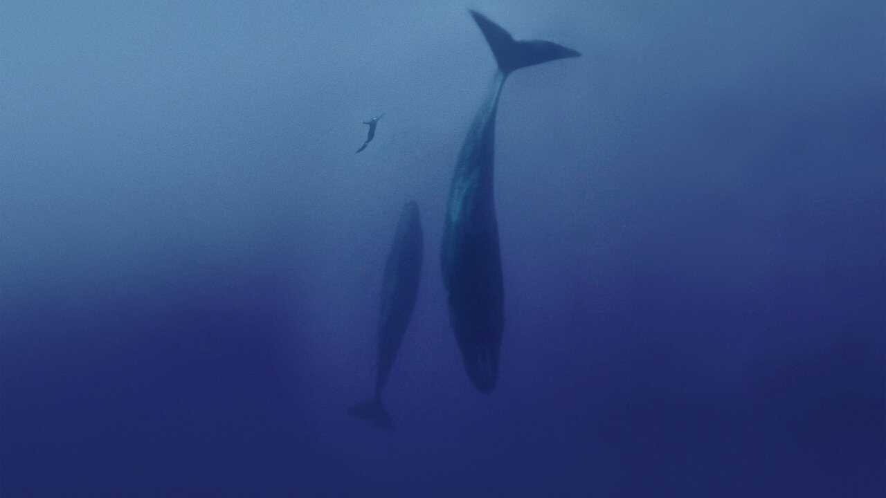Freediver (2024) 0