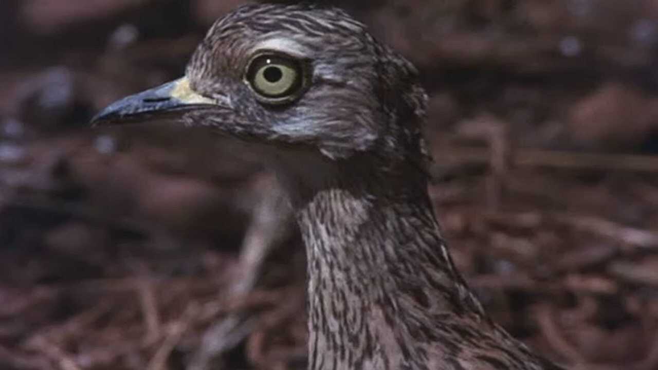 Animals Are Beautiful People 0