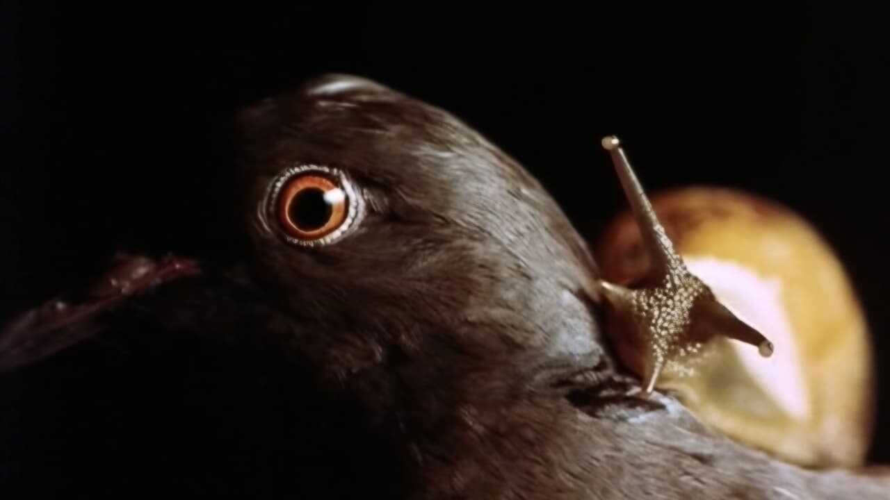 Angoisse (1987) 0