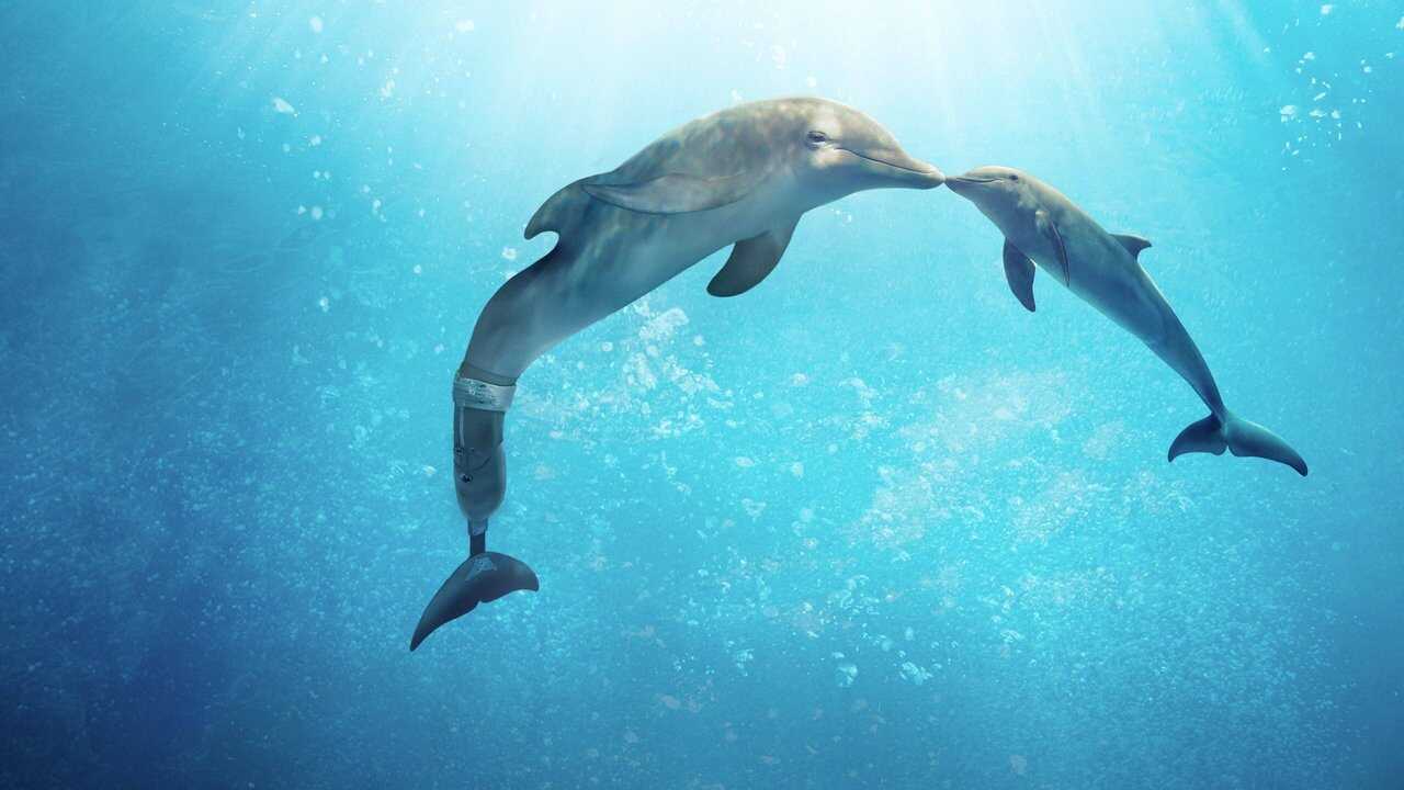 Dolphin Tale 2 (2014) 0