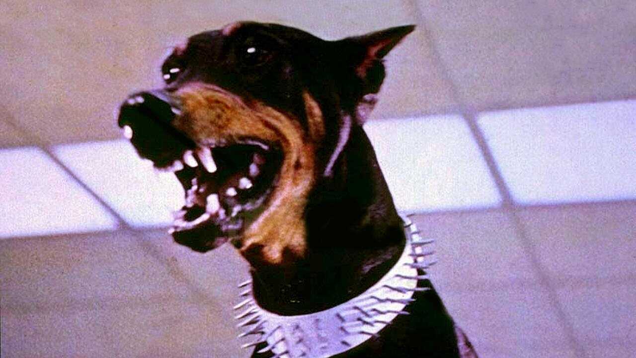 The Doberman Gang 0