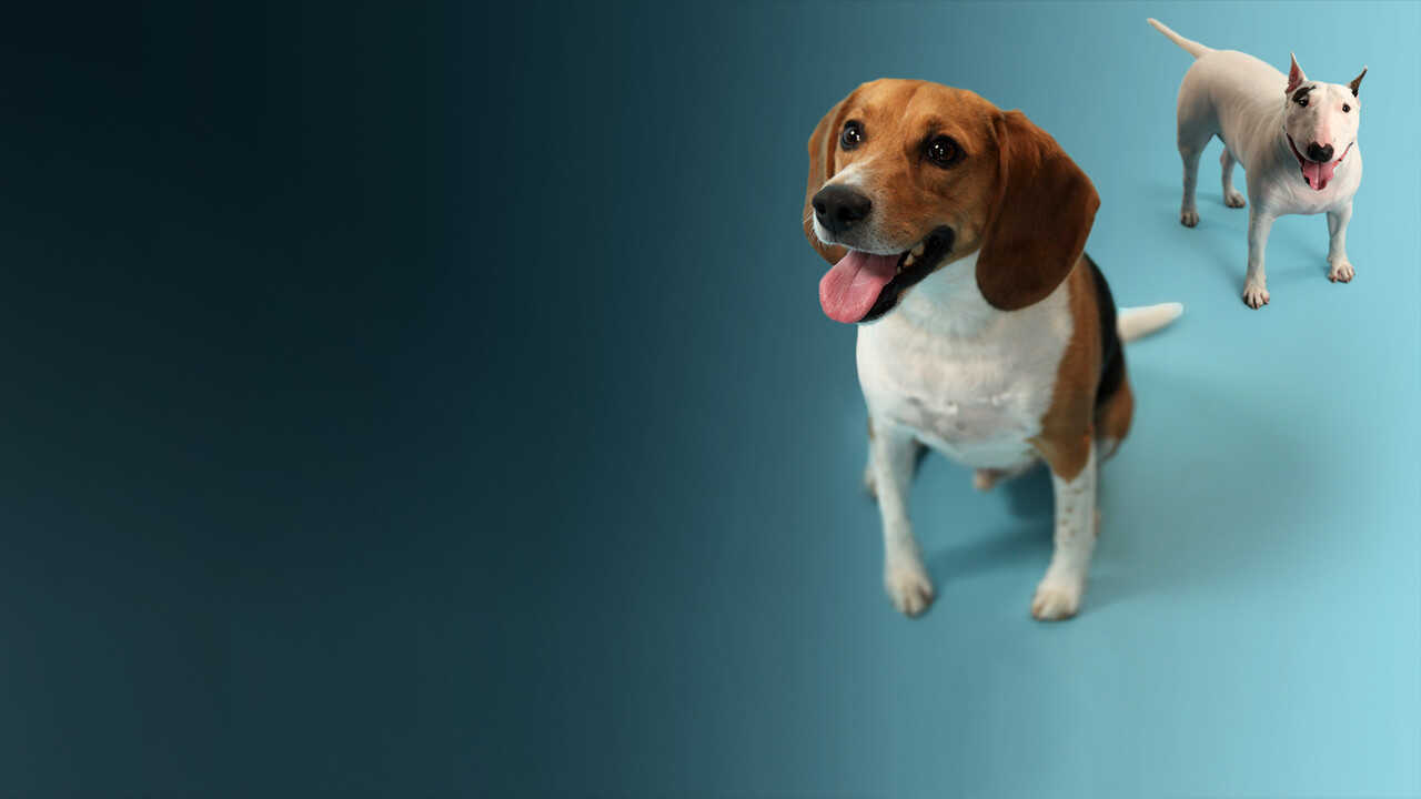 How Dogs Got Their Shapes 0