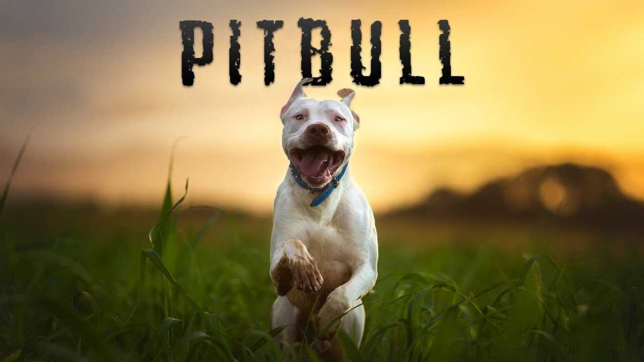 Pitbull 0