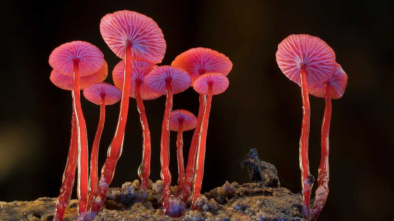 Fungi: The Web of Life (2023) 0