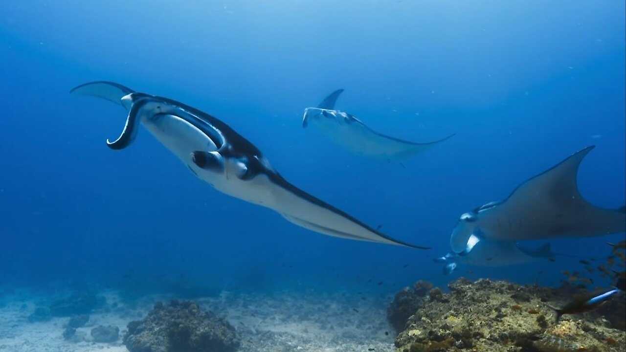 Planète Animale : Les jeux de l'amour (2022) 0