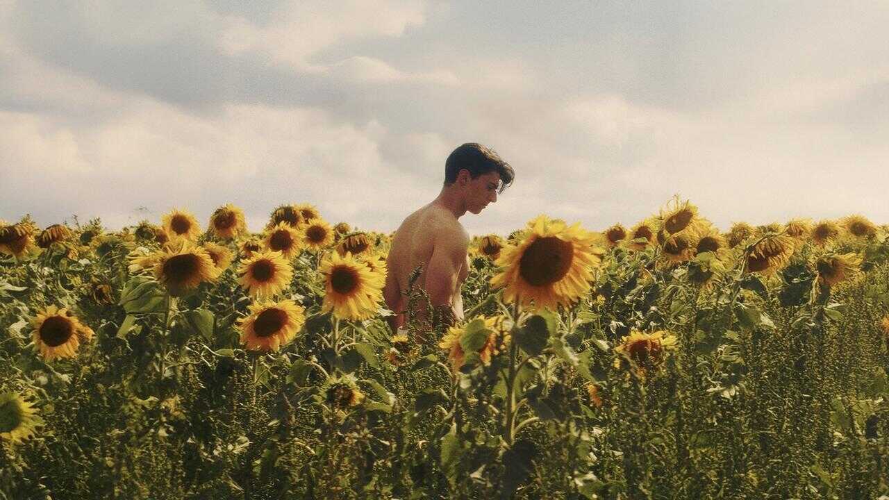 Sunflower 0