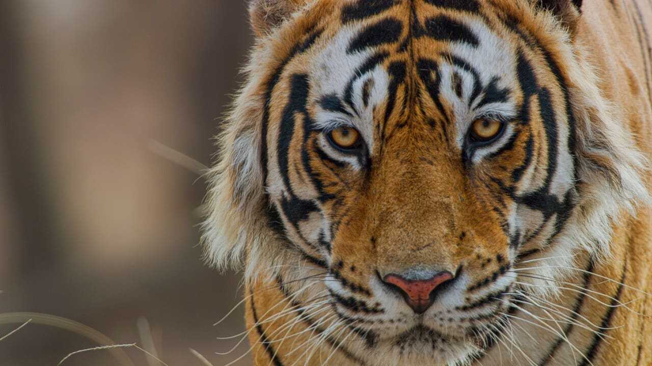 Tiger 0
