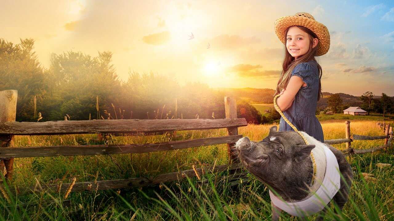 Elvis the Pig 0