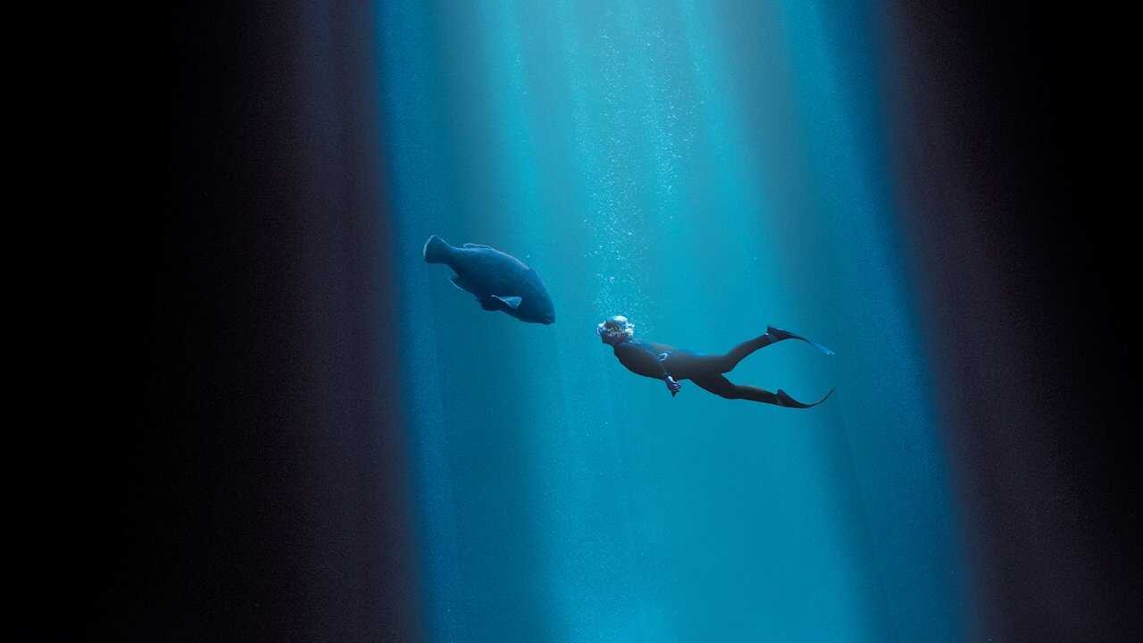 Blueback 0