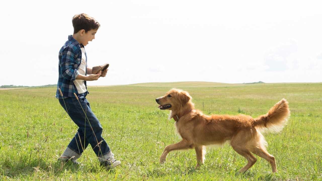 A Dog's Purpose 0
