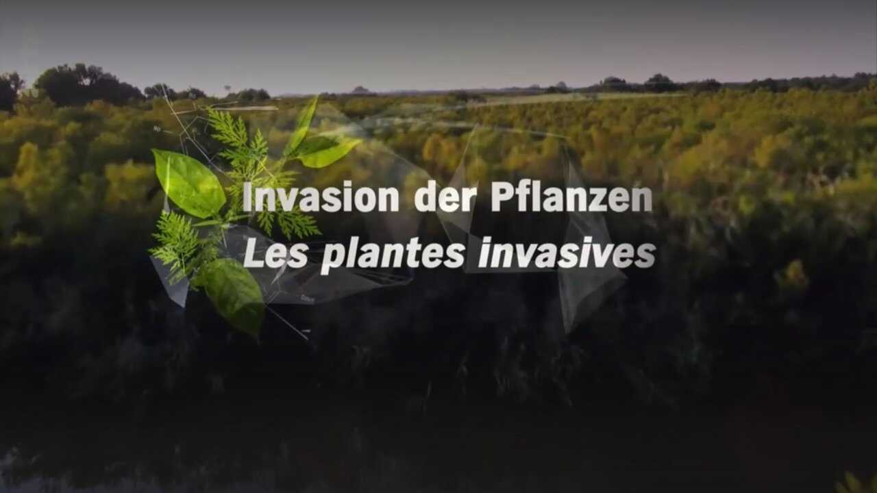Les plantes invasives - Quel danger pour la planète et les humains ? 0