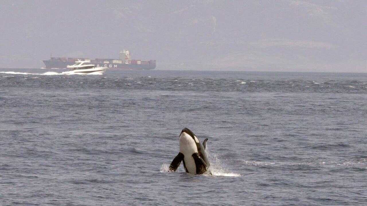 Achtung Orcas! Gefahr vor Gibraltar? 0