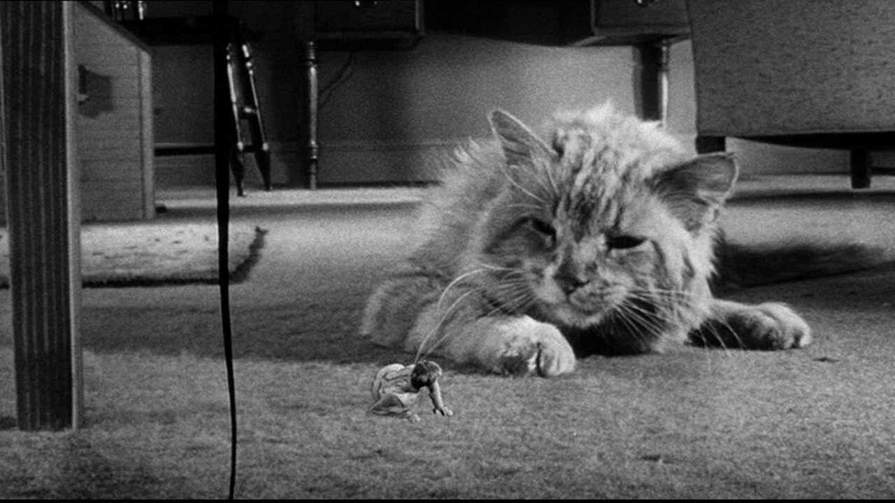 Die unglaubliche Geschichte des Mister C. (1957) 0