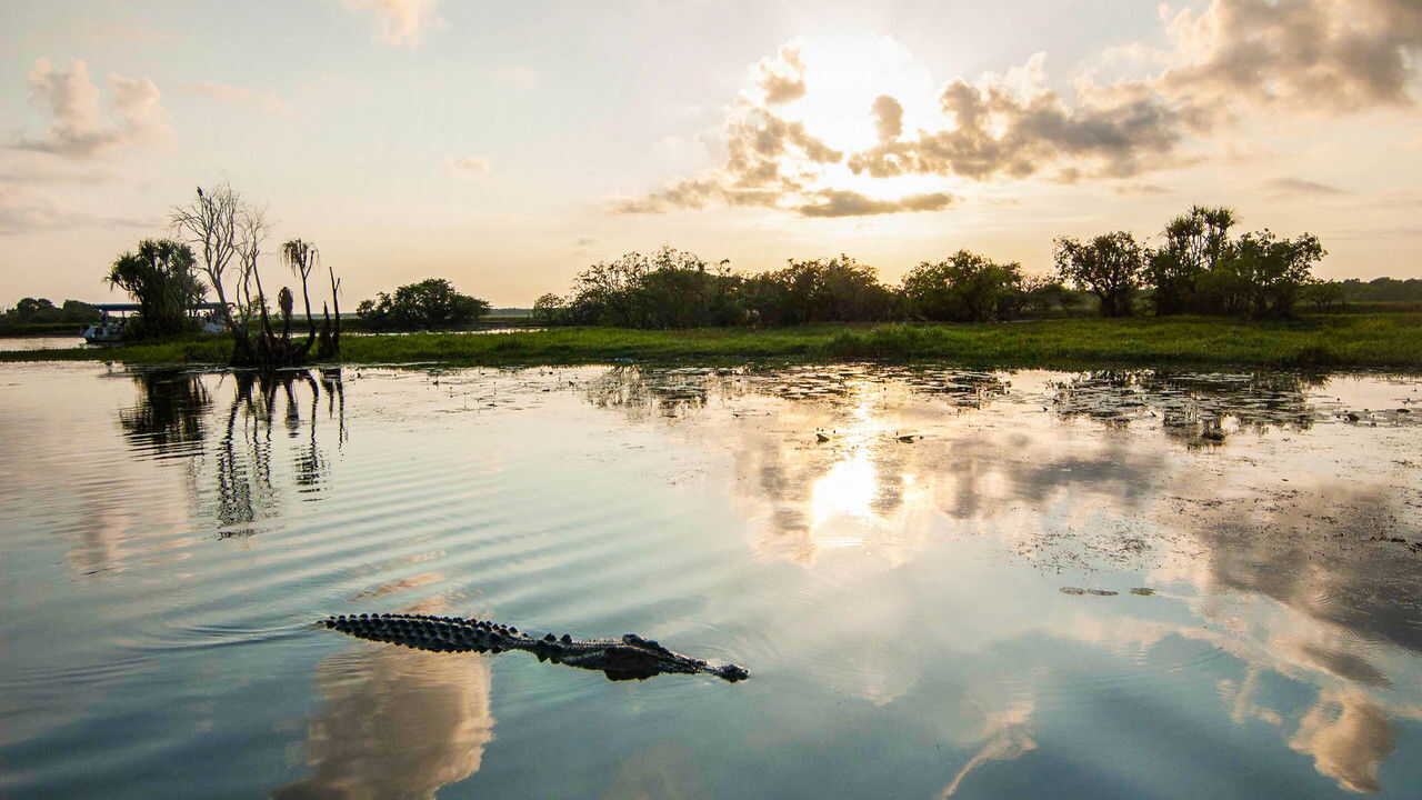 NF - Magical Land of Oz (2019) (AU) 2