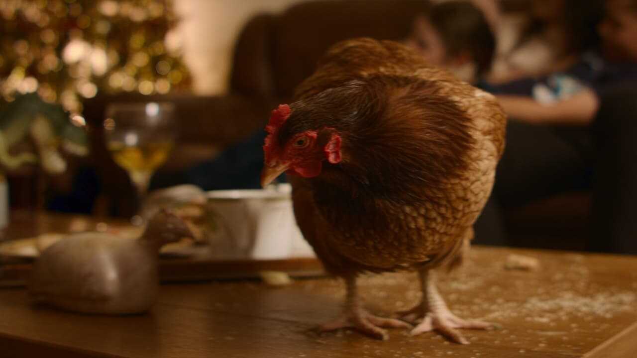 Feather Christmas 0