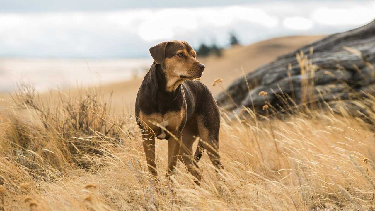 Путь домой (2019) 0