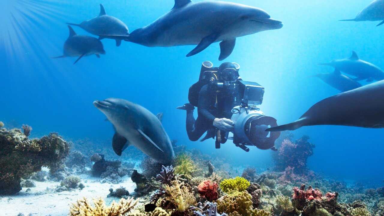 Plongée dans le Monde des Dauphins 0