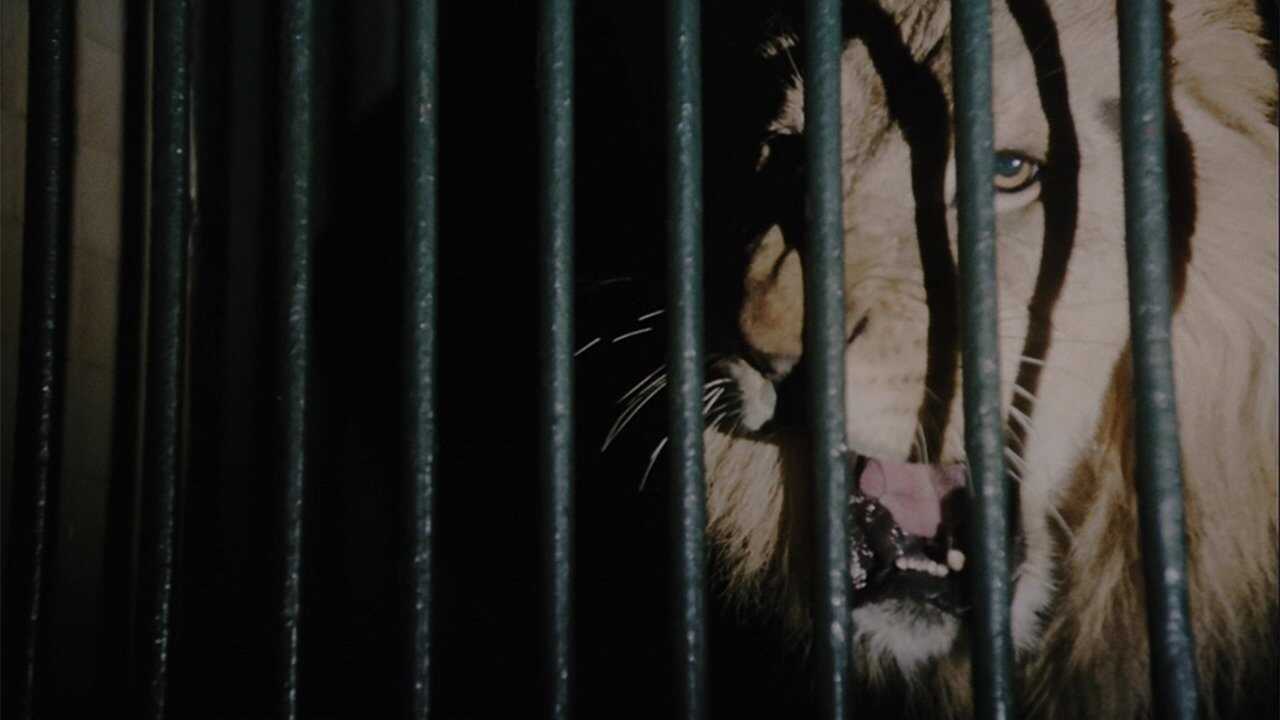 Wild Beasts - Belve feroci 0