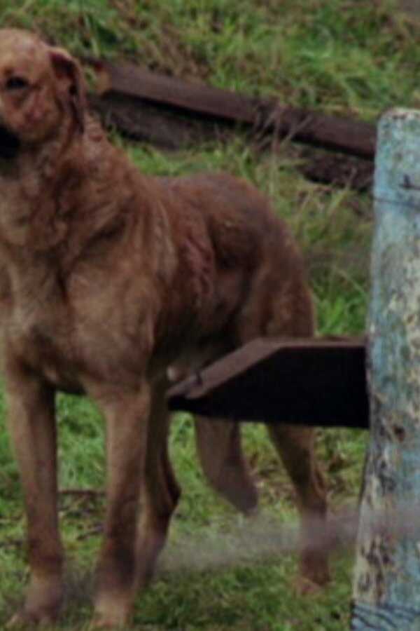 The Pack (1977) 0