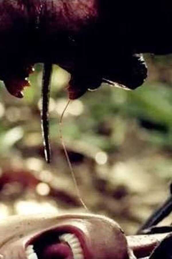 Indigenous (2014) 0