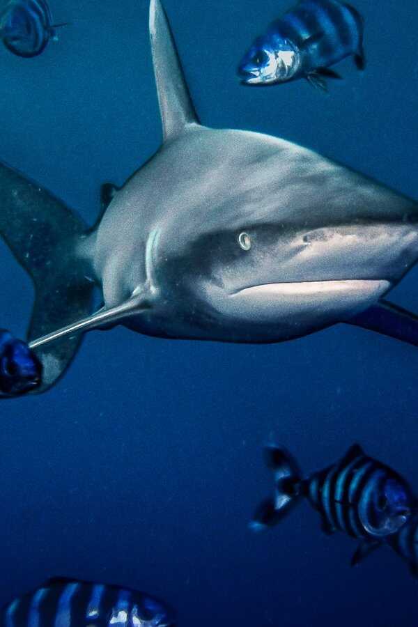 World's Most Dangerous Shark? (2021) 0