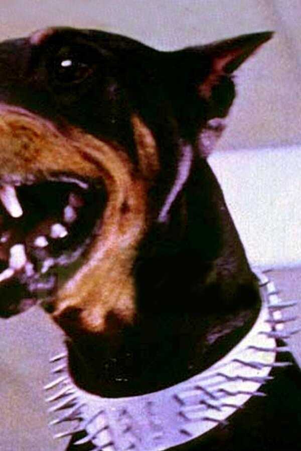 The Doberman Gang (1972) 0