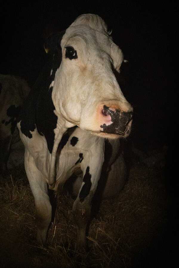 Cow (2022) 0