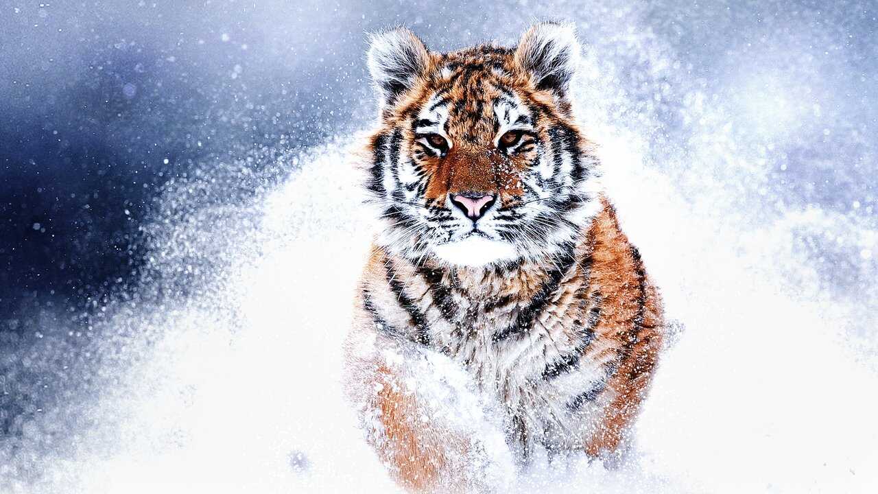 Russia's Wild Tiger 0